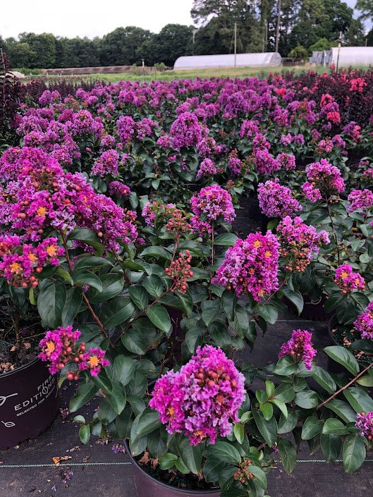 First Editions® 'Pink Frost' Florida Anise Tree Illicium