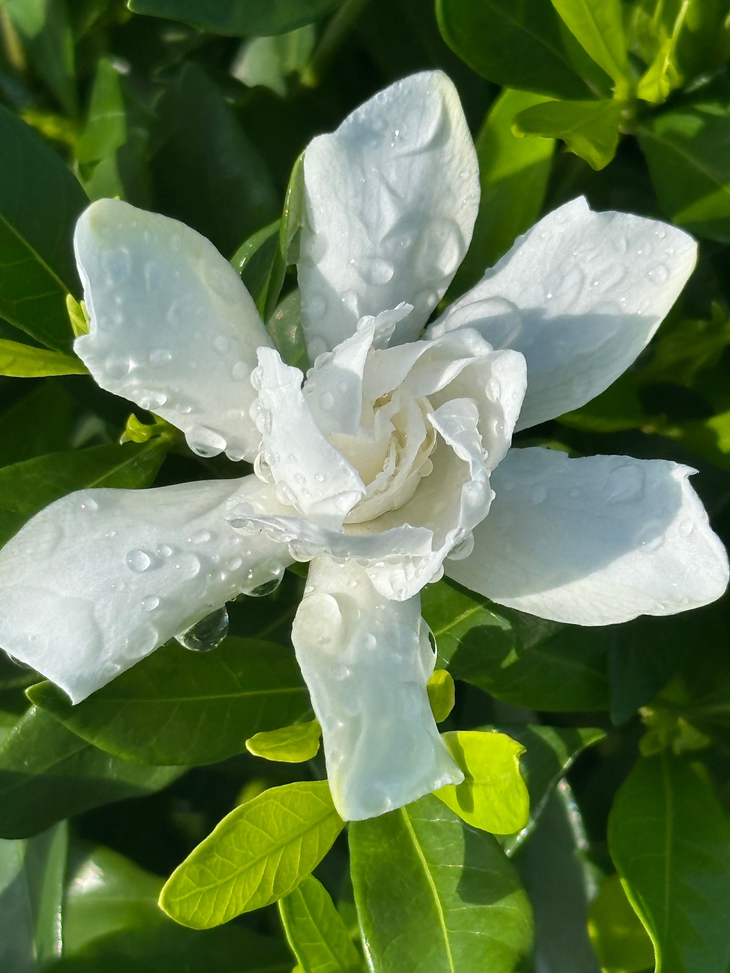 Southern Living® Fool Proof™ Gardenia hybrid 'Leesix' PP32472