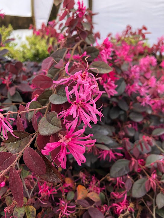 Loropetalum chinense var. rubrum 'Daruma' Chinese Fringe Flower