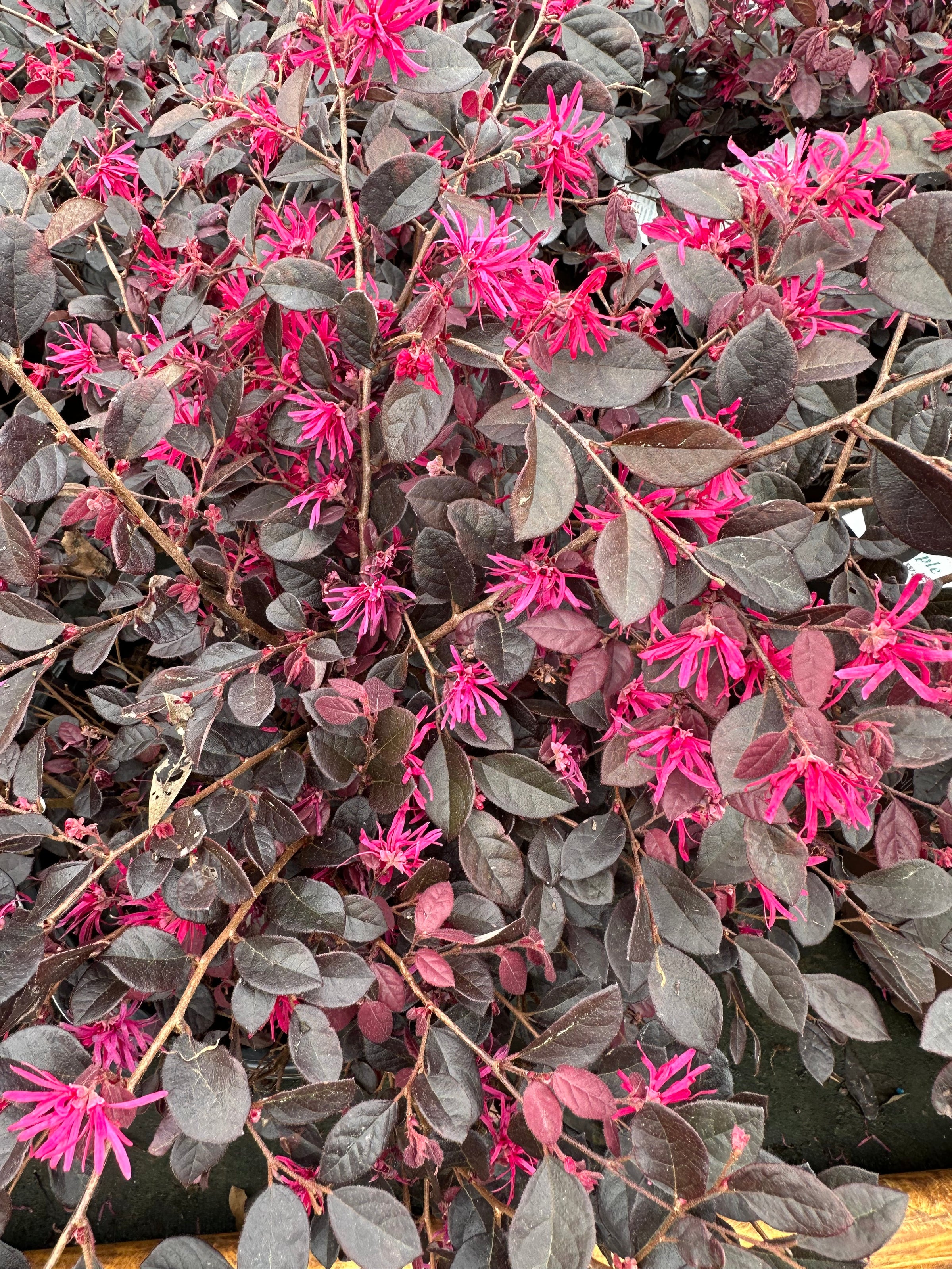 Southern Living® Purple Diamond® Semi-dwarf Loropetalum chinense
